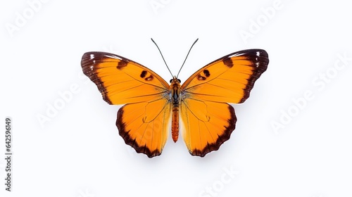 butterfly on white background © maretaarining