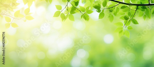 Abstract green bokeh image of a blurred tree for a summer background