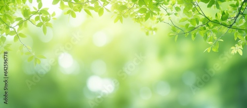 Abstract green bokeh image of a blurred tree for a summer background