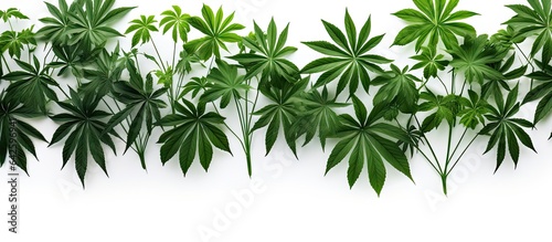 Aralia leaves from the tropics isolated on white