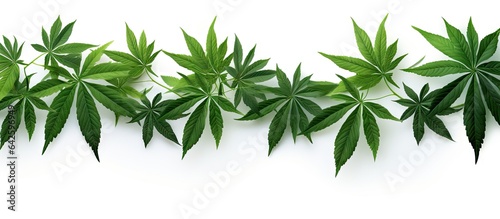 Aralia leaves from the trop...