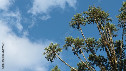 Folhas do Pinheiro do Paraná com céu azul ao fundo