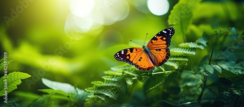 Butterfly on green leaves n...