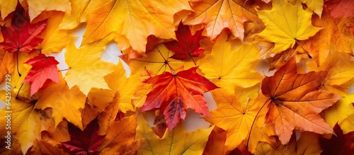 Fall foliage in various hues