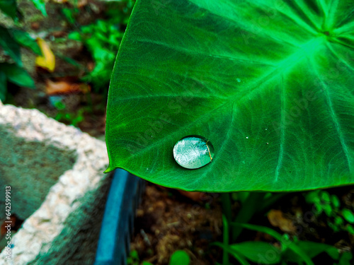 Folha de Taioba com linda gota d'água. Fotografada após chuva na região rural do bairro Jardim das Oliveiras, município de Esmeraldas, Minas Gerais, Brasil - 30