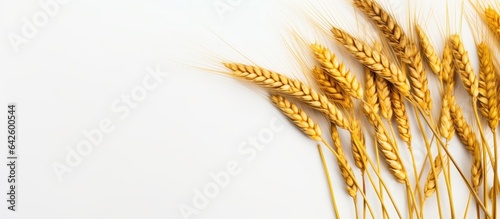 Golden wheat ears isolated on white background