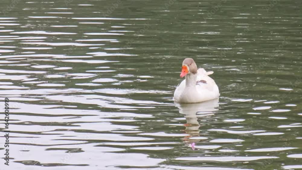 Goose, beautiful geese on a lake in a small town in Brazil, natural light, 4k.