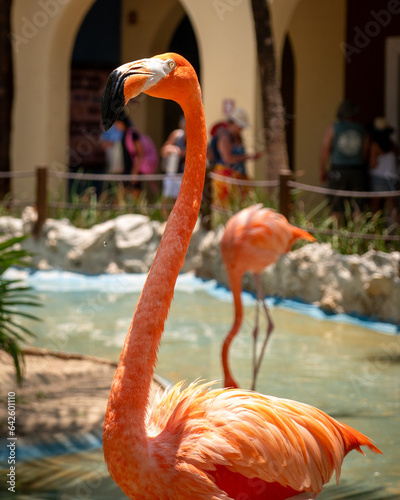 flamingo in the zoo