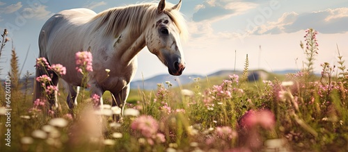 Horse grazing on blooming pasture © vxnaghiyev