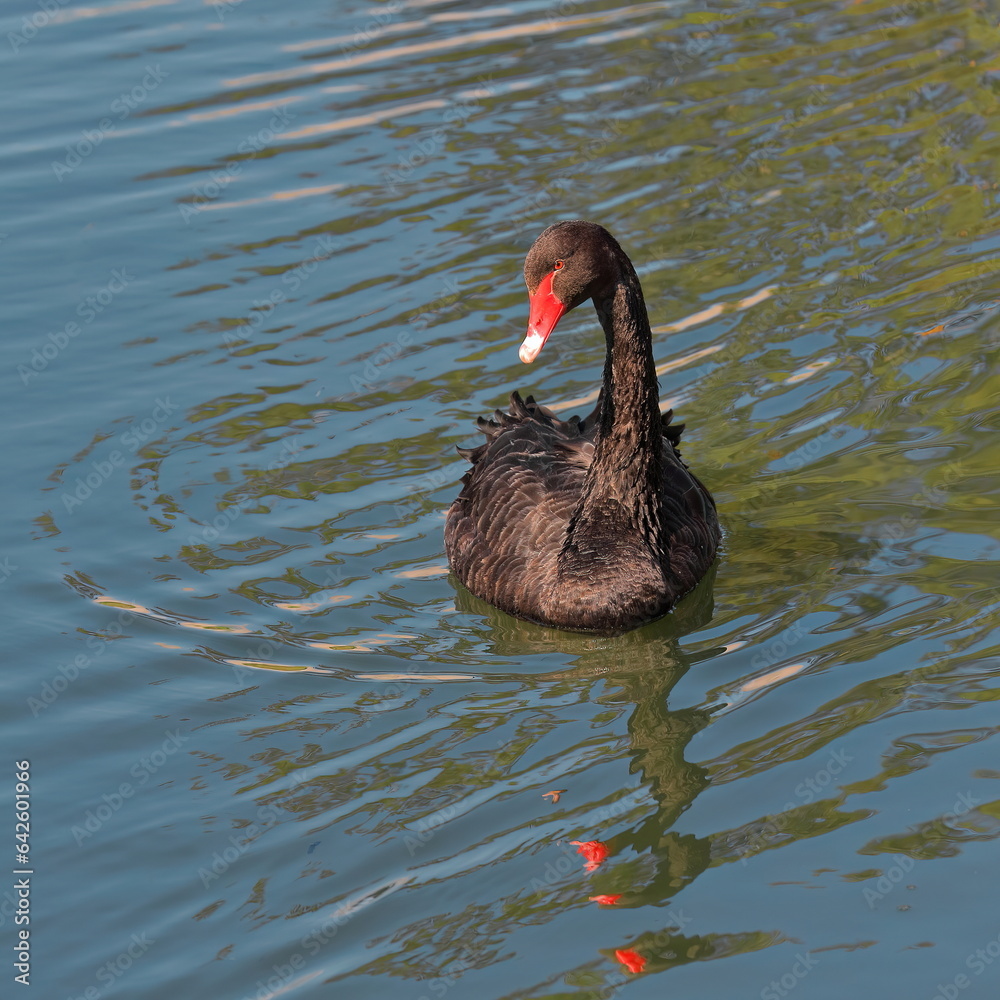 Fototapeta premium Mature black swan - Cygnus atratus- swimming in the Albert Park Lake, outh of the CBD. Melbourne-Australia-893