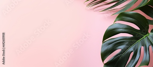 Monstera leaves photographed on pink background