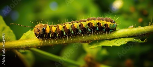 Moth caterpillar in yellow On a leaf
