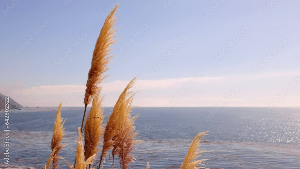 Beautiful slow motion background of Pampas Grass blowing in the breeze with the Pacific Ocean and coast of California near Big Sur in the background.