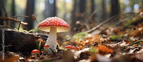 Poisonous mushrooms including a red capped fly agaric stand amidst dry leaves in the forest