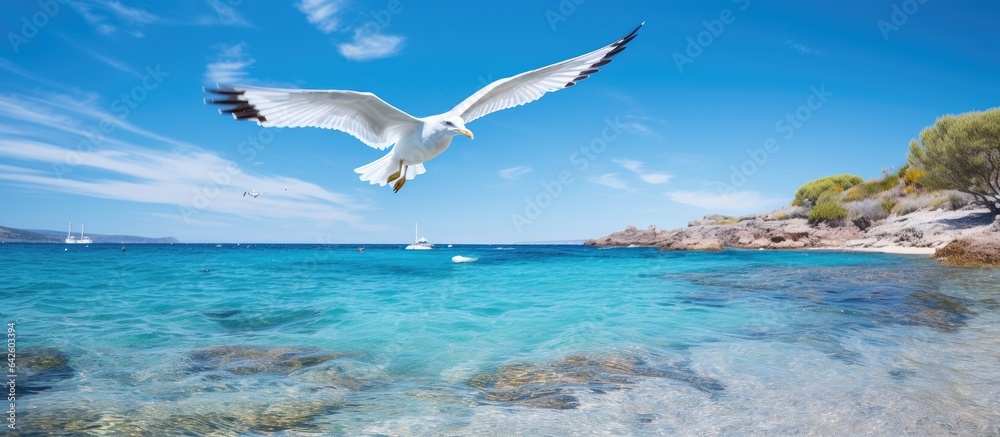 Fototapeta premium Seagull soaring over a sunny picturesque Italian coast