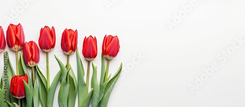 Spring tulips on a white ba...