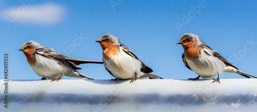 Welcome swallow in various positions on roof against blue sky with room for text