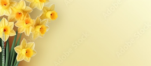 Yellow daffodils in spring with space for text