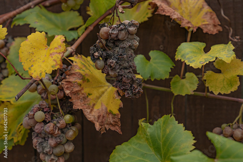 Фотография White grapes left on the vine affected by rot