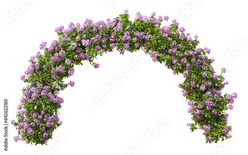 Fototapeta Naklejka Na Ścianę i Meble -  Shrubs and flowers for landscaping on transparent background