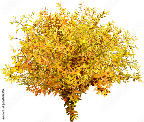 Bush isolated on transparent background. Branch and foliage in autumn	