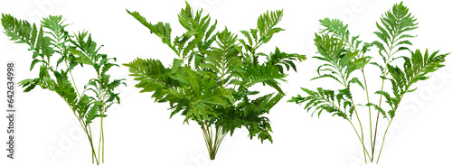 	
Green plant. Cut out fern foliage. Bush in summer isolated on transparent background. Leaves of green hedge plant