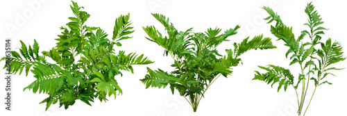  Green plant. Cut out fern foliage. Bush in summer isolated on transparent background. Leaves of green hedge plant