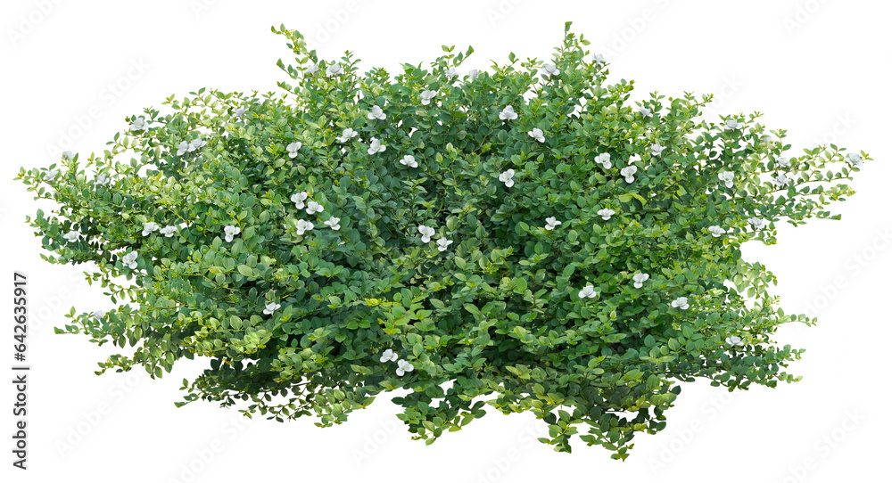Cut out bush. Green foliage hedge isolated on transparent background. Plants for garden design or landscaping - obrazy, fototapety, plakaty 