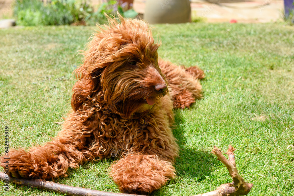 Fototapeta premium Cute dog playing with a stick in a garden on a sunny day