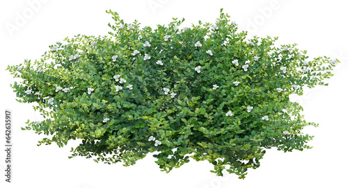 Cut out bush. Green foliage hedge isolated on transparent background. Plants for garden design or landscaping photo