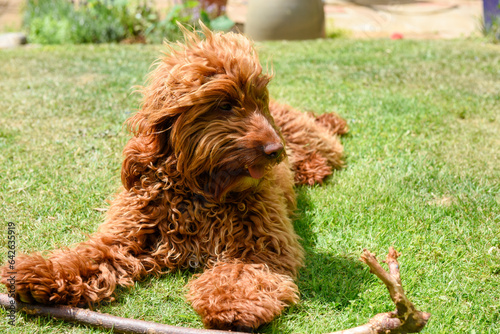 Cute dog playing with a stick in a garden on a sunny day