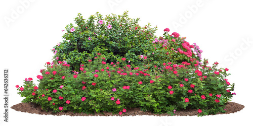 Cutout flowerbed. Plants and flowers isolated on transparent background. Flower bed for garden design. Luxurious foliage of green bushes and shrubs. Red roses. 