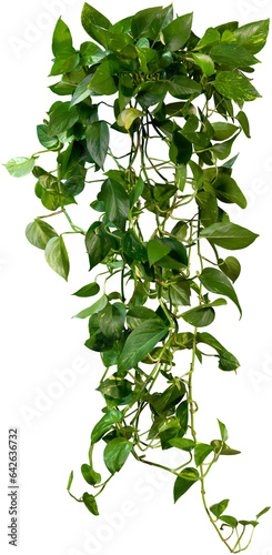 Cutout ivy with lush green foliage. Climbing plant in summer isolated on transparent background. High quality mask for professional composition