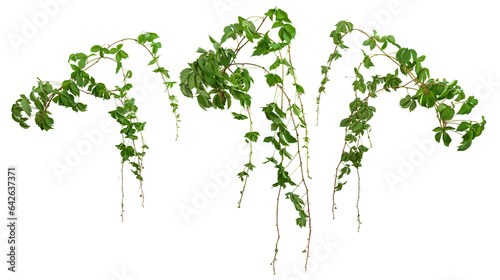 Cutout ivy with lush green foliage. Climbing plant in summer isolated on transparent background. High quality mask for professional composition