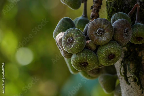 Elephant ear fig organic fruits on a fig tree photo