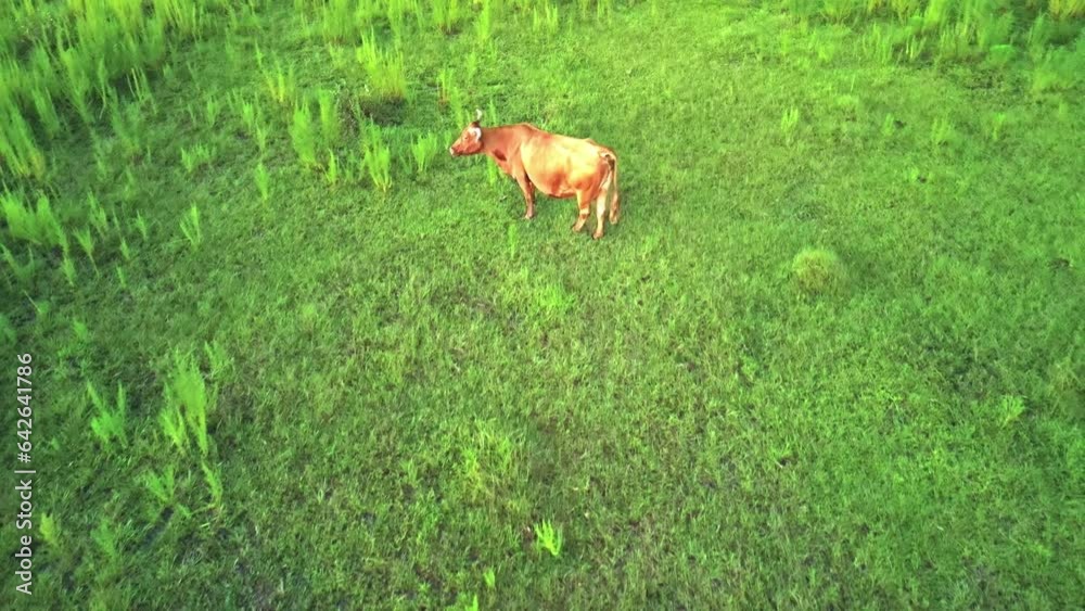 Florida Cattle on a Farm at Dusk - Bull Grazing Fly Backwards Florida Cattle on a Farm at Dusk - Bull Grazing Fly Backwards