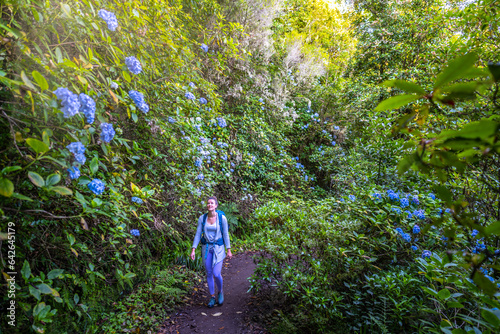 Female toursit enjoys walking along green rainforst hike trail overgrown with hydrangea flowers. Levada of Caldeirão Verde, Madeira Island, Portugal, Europe.