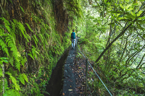 Sporty toursit hikes along green rainforst hike trail covered with large branches. Levada of Caldeirão Verde, Madeira Island, Portugal, Europe.
