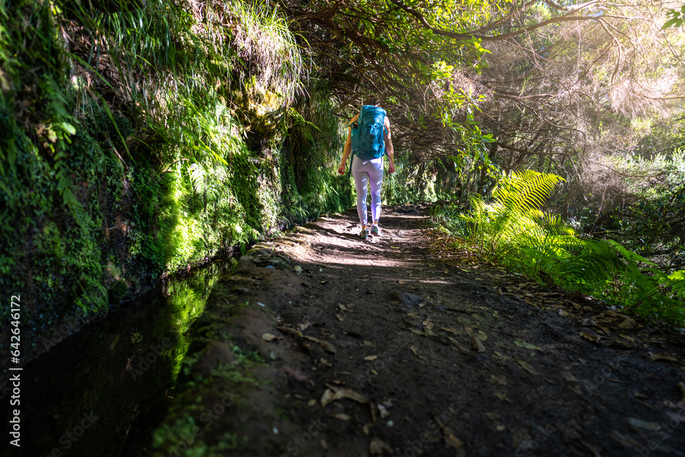 Fototapeta premium Backpacker toursit hikes along sunny rainforst water channel trail overgrown with trees. Levada of Caldeirão Verde, Madeira Island, Portugal, Europe.