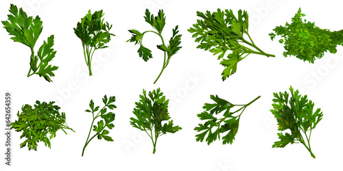 set of parsley fresh herb green isolated transparent background, cooking, food or diet design elements, PNG