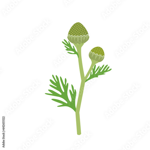 Vector illustration, Matricaria discoidea, commonly known as pineapple weed, herb plant, flat style, isolated on white background.