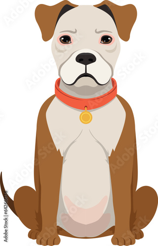 Sitting bulldog. Adorable dog in collar. Pet character