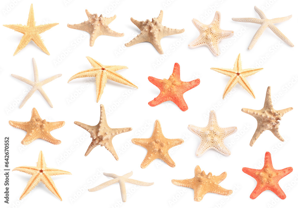Set with sea stars isolated on white Set with sea stars isolated on white
