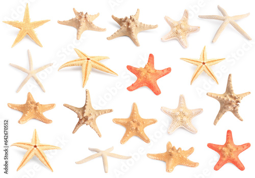 Set with sea stars isolated on white
