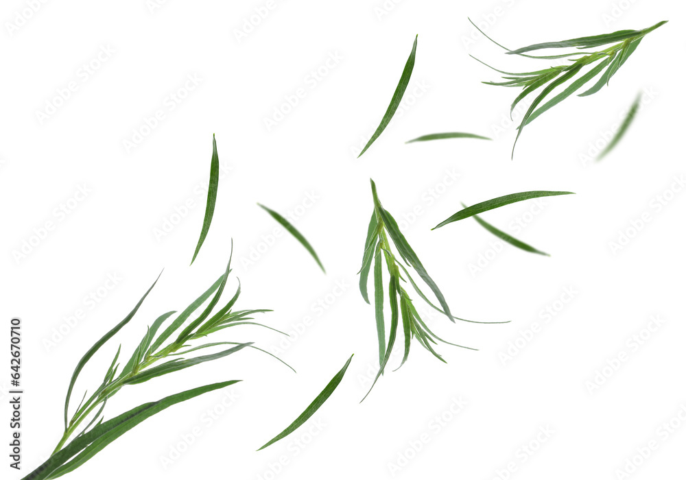 Fresh green tarragon falling on white background