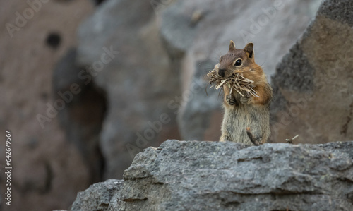 Chipmunk With Dry Grass Stuffed Mouth Looks Left