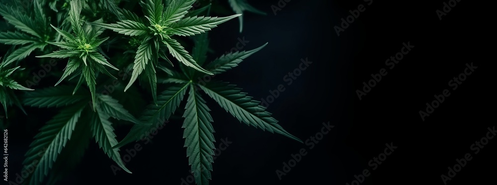 Wide banner with cannabis leaves. Copy space. AI generated digital design. 