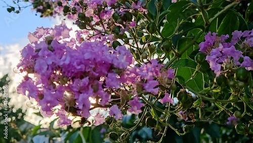bright purple flowers on a tree gently sway in the breeze