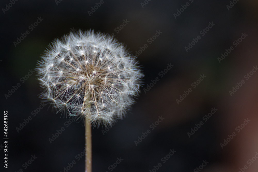Obraz premium タンポポの綿毛