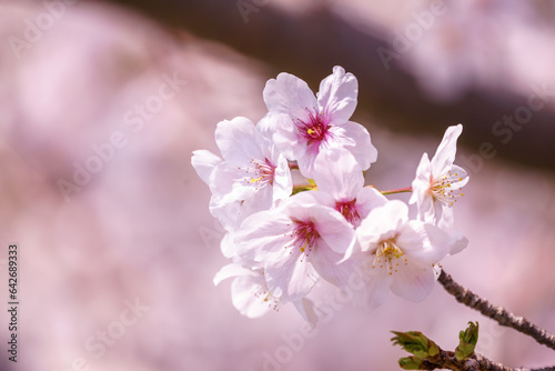 Fototapeta Naklejka Na Ścianę i Meble -  桜の花　春のイメージ